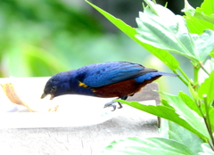 Euphonia pectoralis