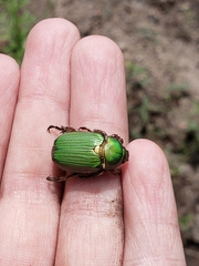 Chrysina lecontei