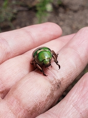 Chrysina lecontei
