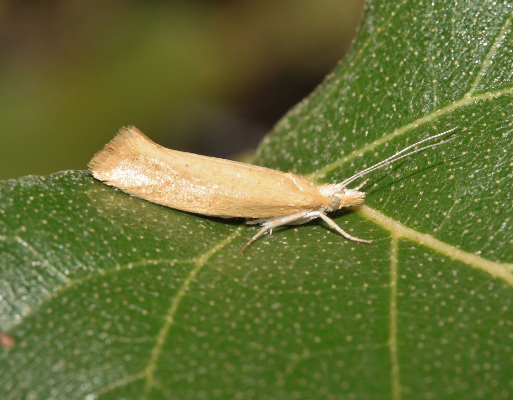 Ypsolopha nella
