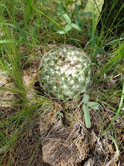 Coryphantha compacta