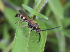 Xanthocampsomeris