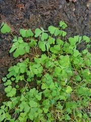 Oxalis