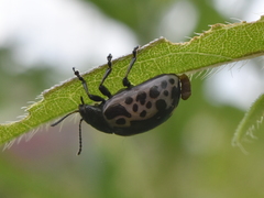 Calligrapha diversa