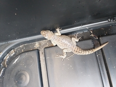 Sceloporus dugesii