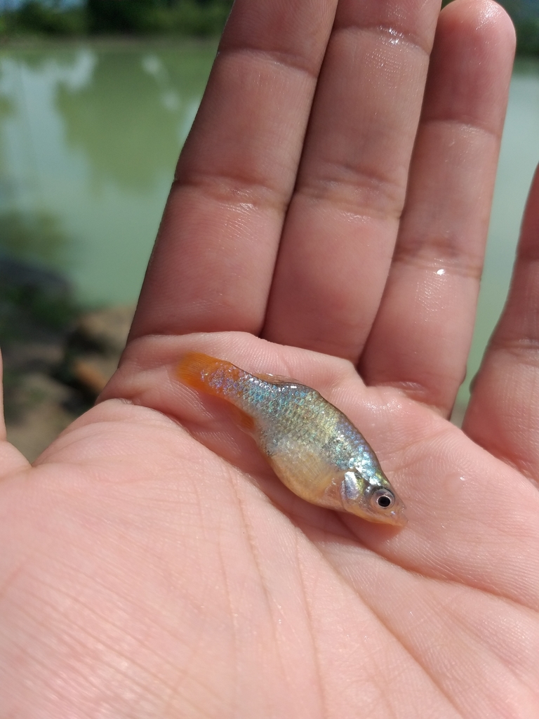 Doadrios Redtail Splitfin