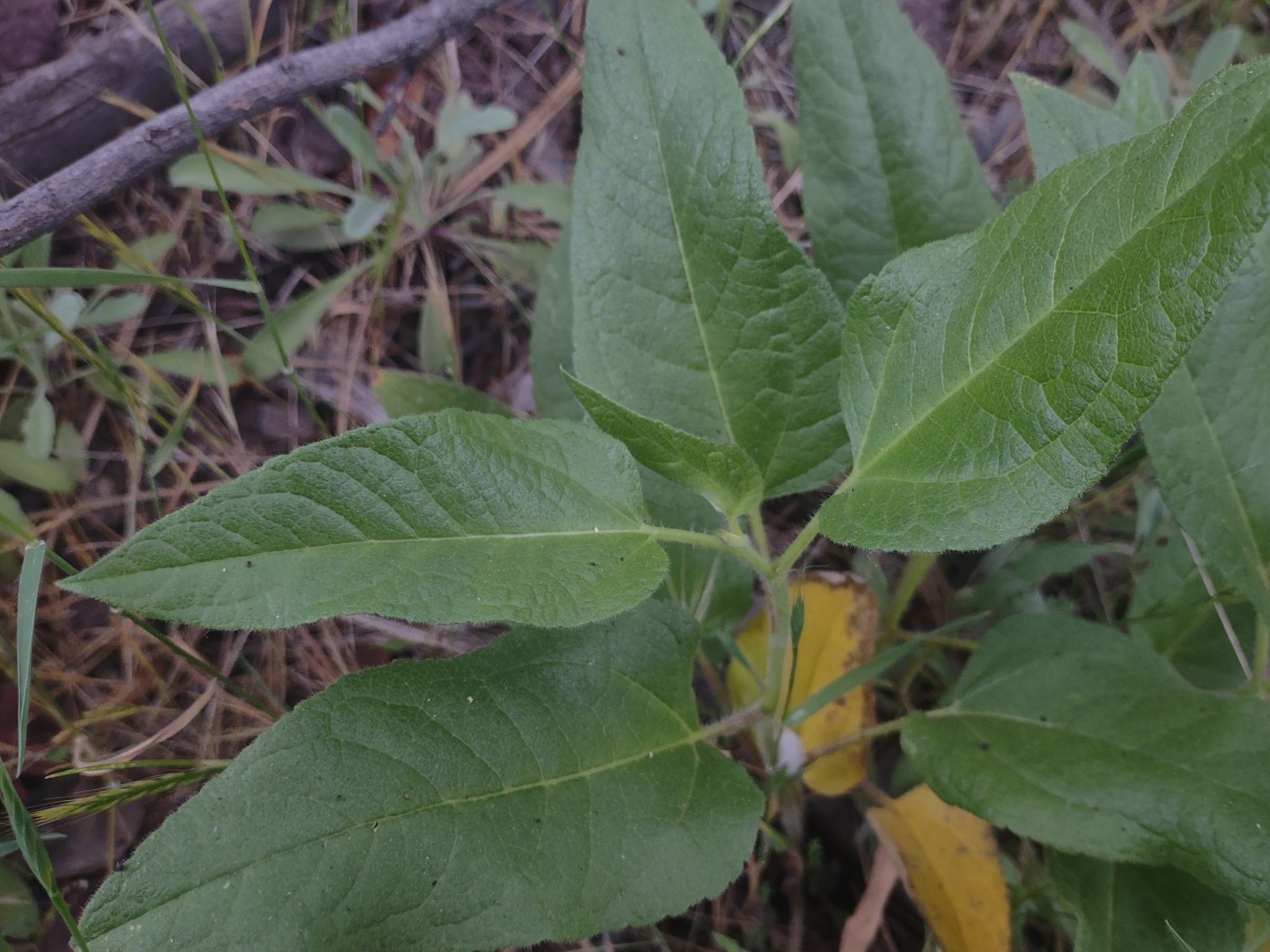Imagem de Agnorhiza reticulata
