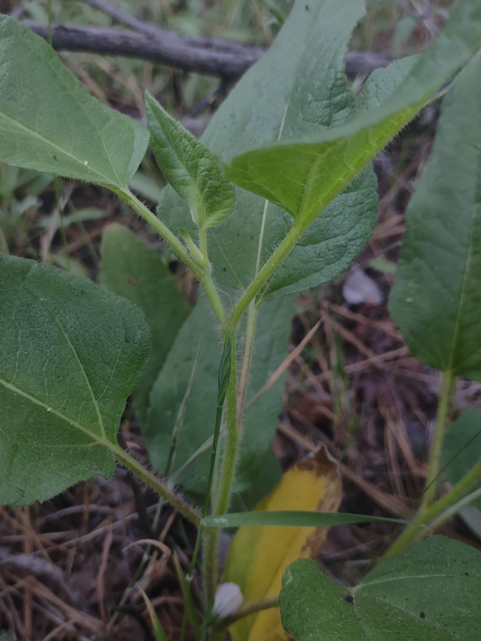 Imagem de Agnorhiza reticulata