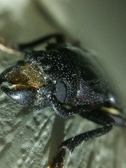 Mallodon dasystomus