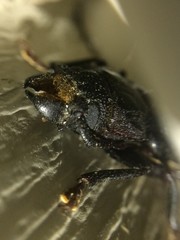 Mallodon dasystomus