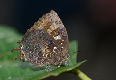 Thaduka multicaudata