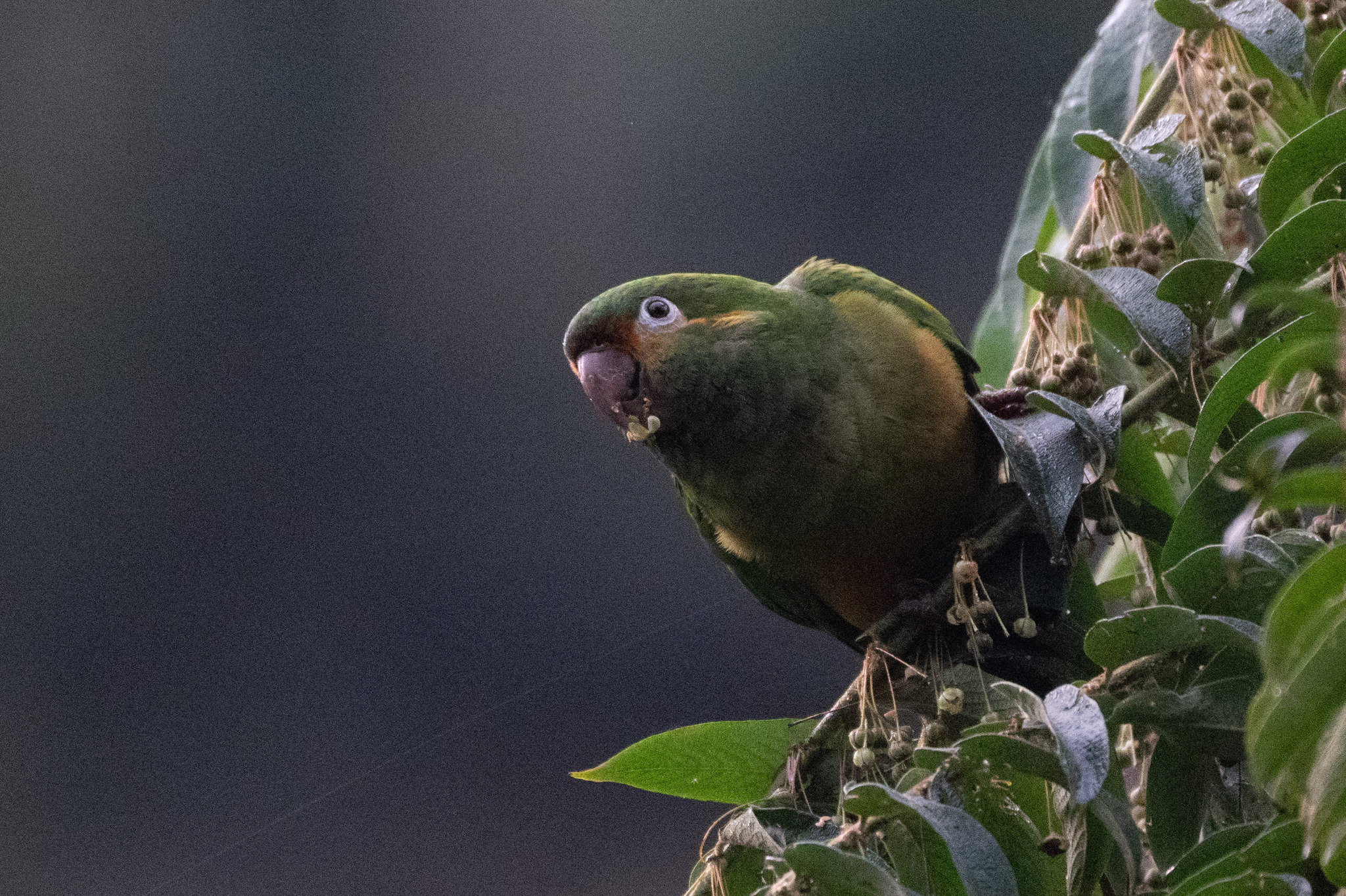 Golden-plumed Parakeet (Leptosittaca branickii), photo 3