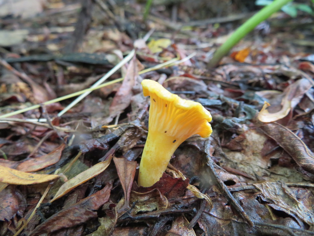 Cantharellus cibarius · September 2019 · photo: © belvedere04 (iNaturalist, cc-by-nc)