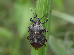 Apateticus lineolatus