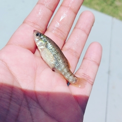 Black Splitfin photo 2