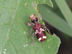 Enoclerus bombycinus