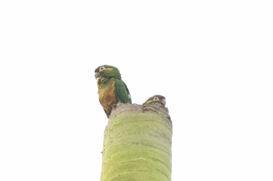 Golden-plumed Parakeet (Leptosittaca branickii), photo 5