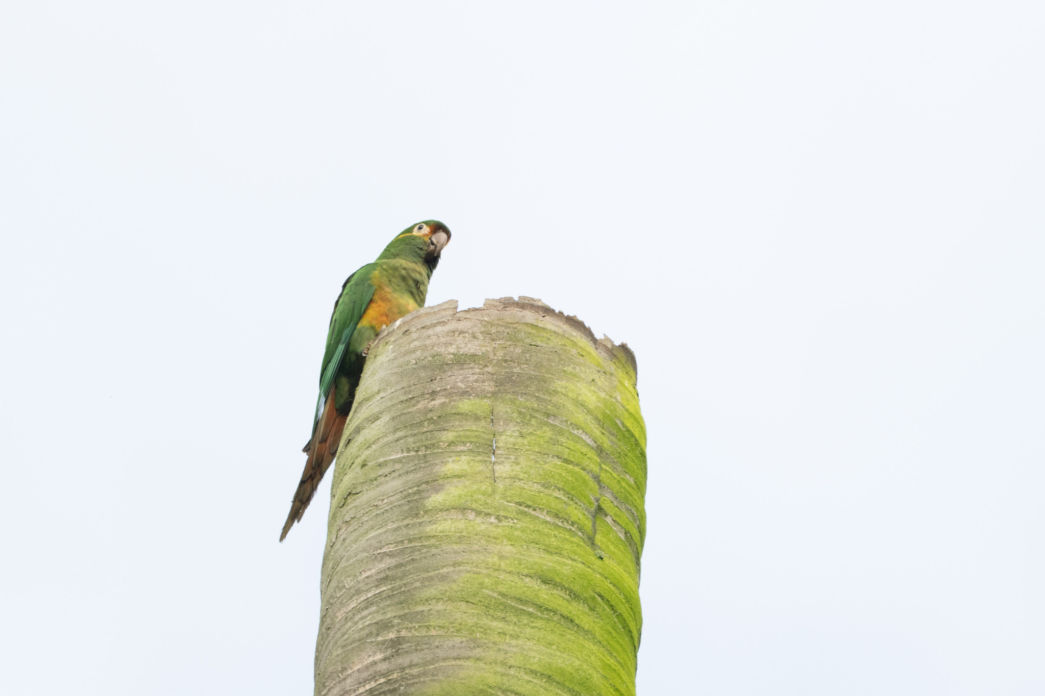 Golden-plumed Parakeet (Leptosittaca branickii), photo 4