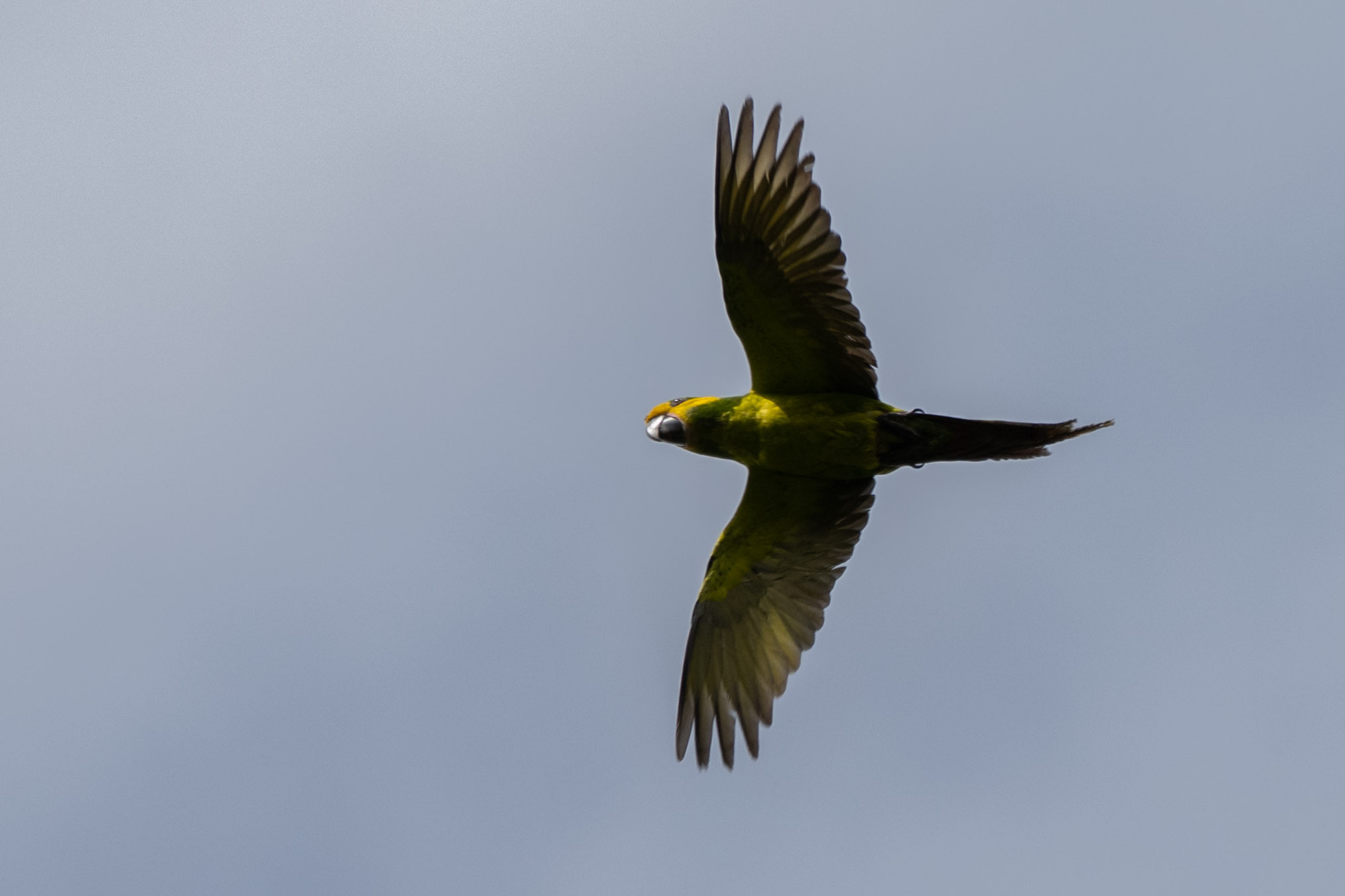 Yellow-eared Parrot (Ognorhynchus icterotis), photo 7