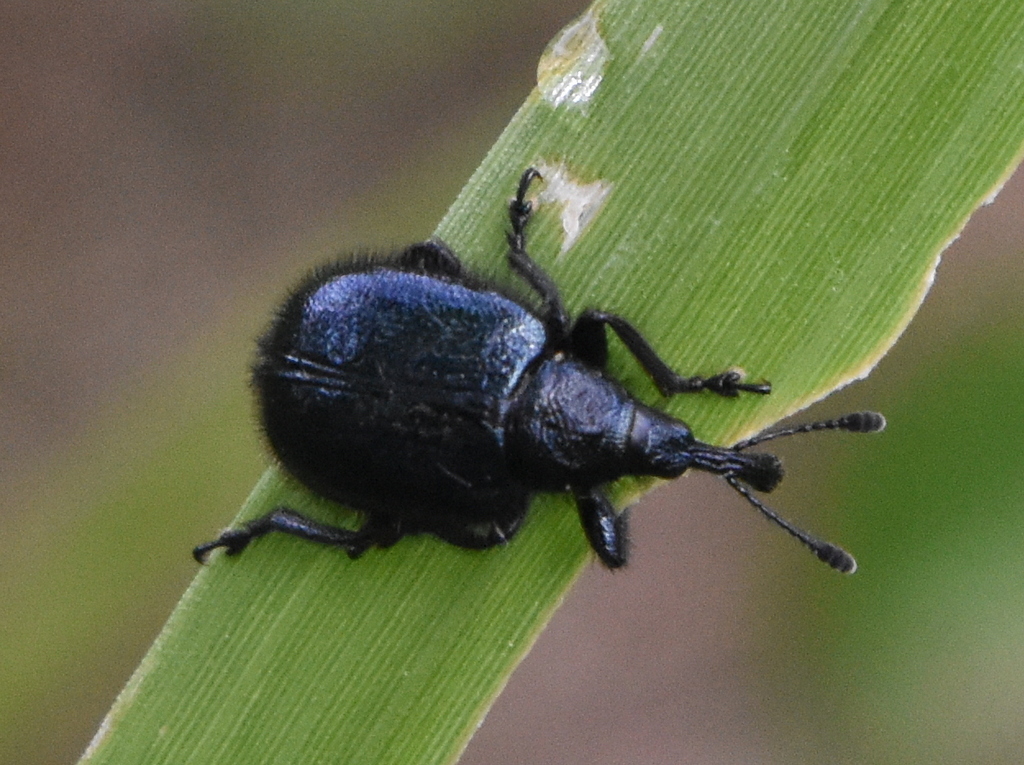 Haplorhynchites mexicanus