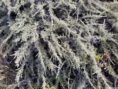 Artemisia nesiotica