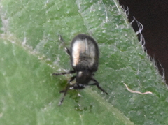 Haplorhynchites quadripennis