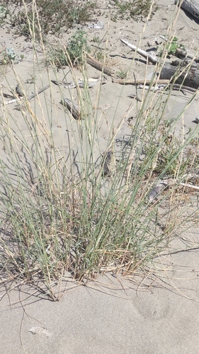 Image of Elymus farctus by (c) Andrea Mologni, some rights reserved (CC BY-SA)