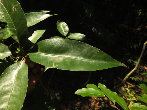 Dimorphocalyx beddomei