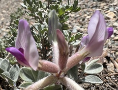 Astragalus newberryi