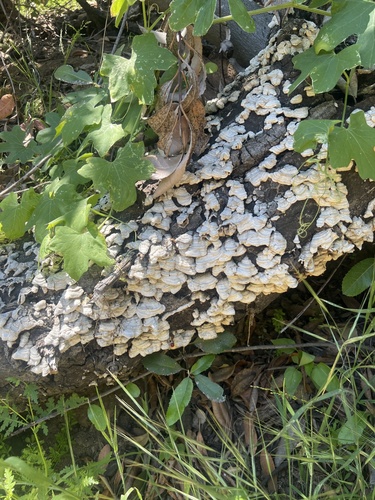 iNaturalist observation photo of Stereum