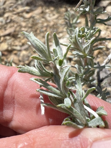 spineless horsebrush (Tetradymia canescens)