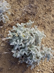Astragalus miguelensis