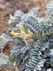 Astragalus miguelensis