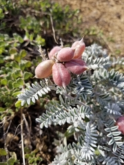 Astragalus miguelensis