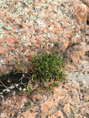 Selaginella corallina