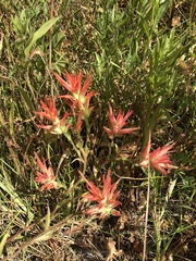 Castilleja miniata oblongifolia