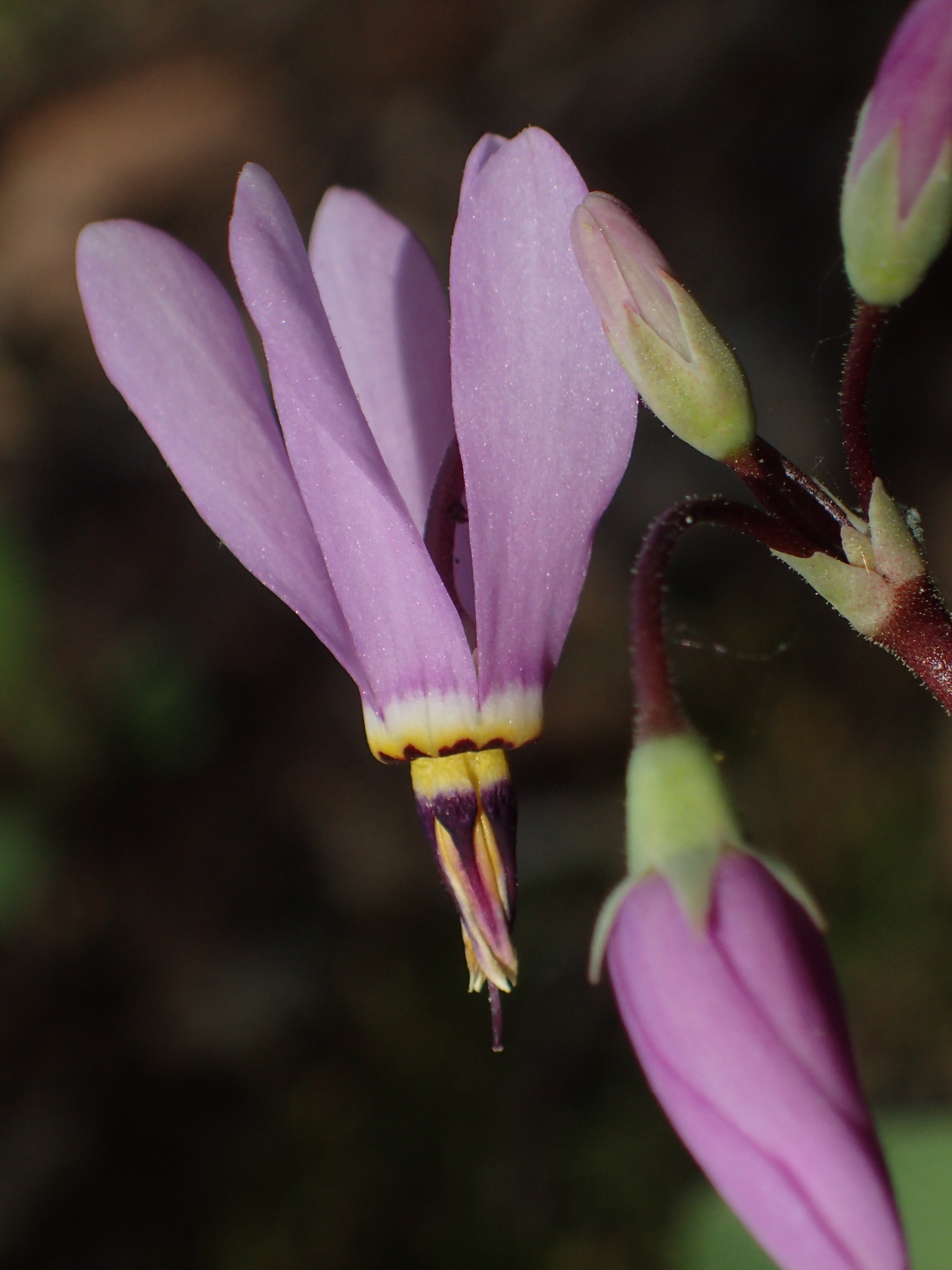 Primula fassettii