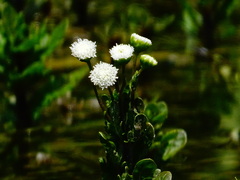 Shinnersia rivularis