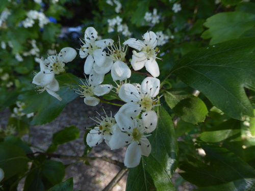 Various-leaved Hawthorn (Crataegus heterophylla)