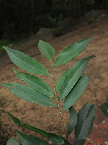 Diospyros atrata (Diospyros atrata)