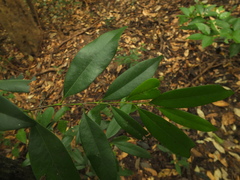 Diospyros barberi