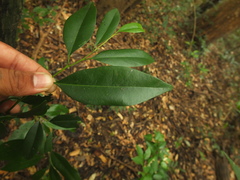 Diospyros barberi