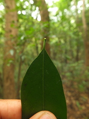 Diospyros barberi