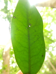 Diospyros barberi