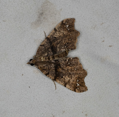 Chalastra pellurgata