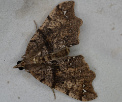 Chalastra pellurgata