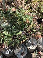 Limonium californicum