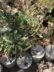 Limonium californicum