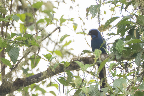 Black-collared Jay (Cyanolyca armillata), photo 4