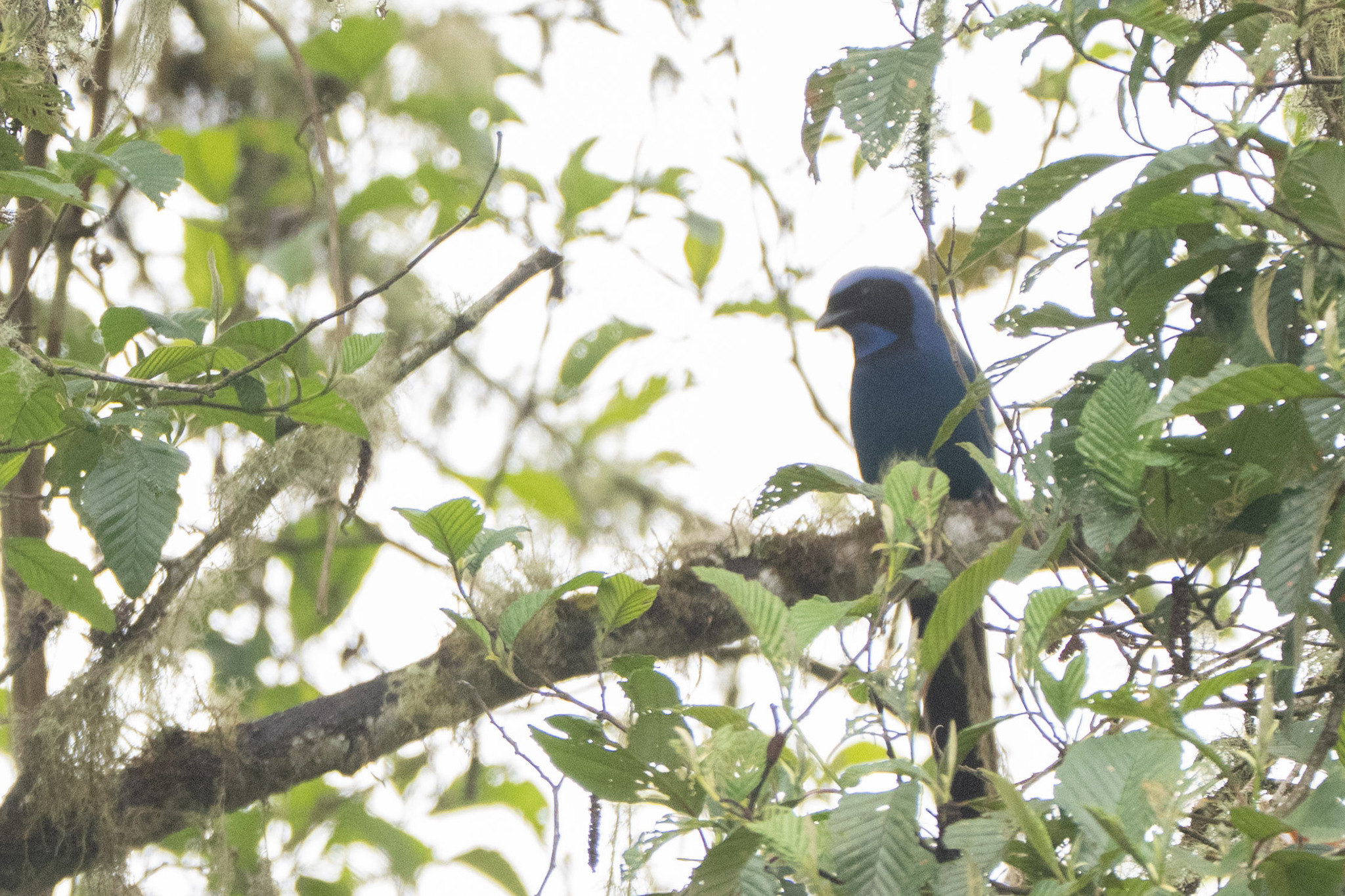 Black-collared Jay (Cyanolyca armillata), photo 7